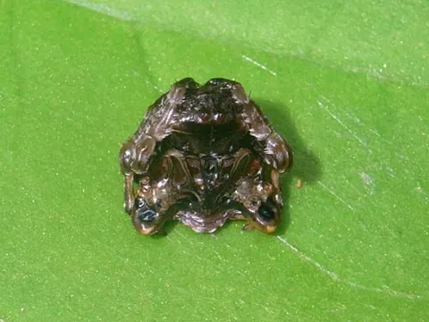 bird dropping spider: celaenia excavata, of New Zealand
