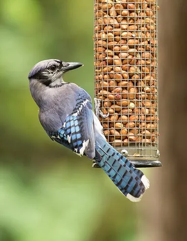 bird feeder: a device placed outdoors to supply food to birds