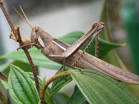 bird grasshopper: any large grasshopper or locust in the genus Schistocerca