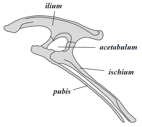 bird-hipped: belonging to the clade †Ornithischia, a group of primarily herbivorous dinosaurs characterized by a...