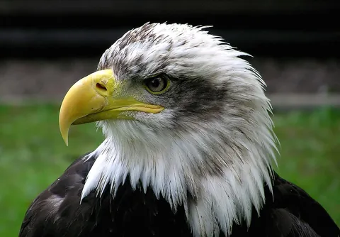 bird of prey: a carnivorous bird that hunts for its food, especially one that preys on land vertebrates