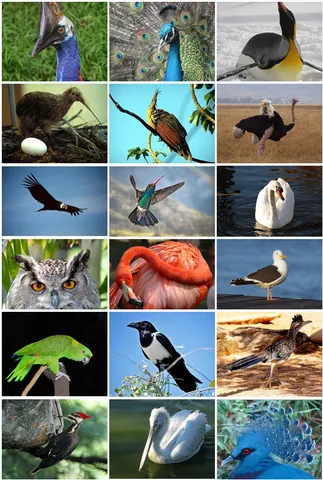 bird: an animal of the clade (traditionally class) Aves in the phylum Chordata, characterized by being...