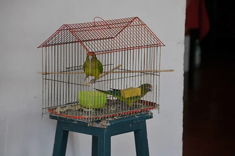 birdcage: a cage to keep pet or zoological specimen birds in