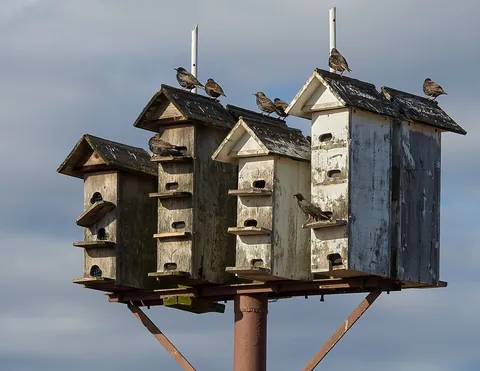 birdhouse: a small house or nest box for birds