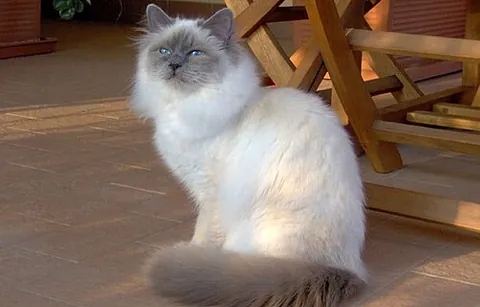 birman: a medium-sized semi-longhair domestic cat of a breed originating in Burma