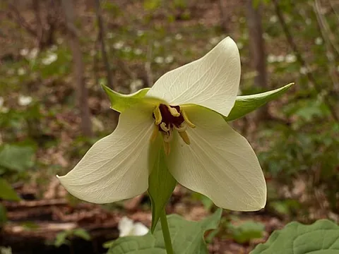birthwort: any plant of the genus Aristolochia