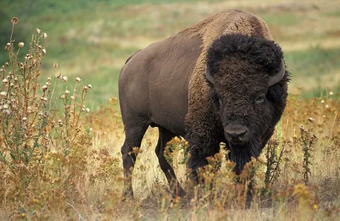 bison: a large, wild bovid of the genus Bison