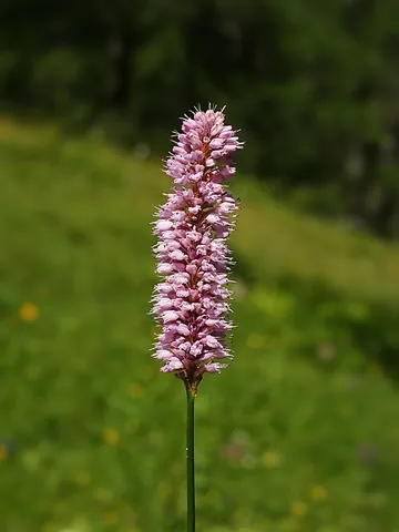 bistort: any of several perennial herbs, classified in genera Bistorta, Persicaria, or Polygonum, having...