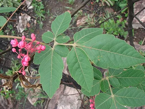 biternate: having ternate leaves, each division of which is itself ternate