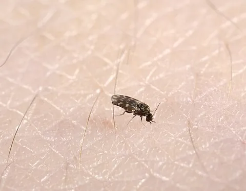 biting midge: any Ceratopogonidae, a family of small flies (1-4 mm long) in the order Diptera
