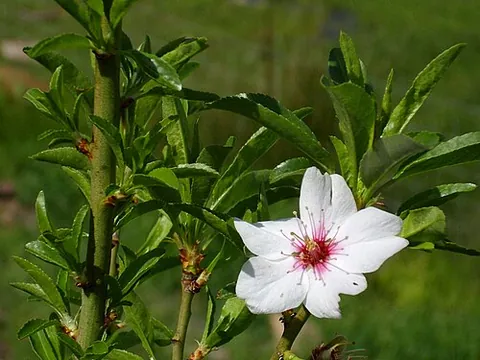 bitter almond: a tree of the species Prunus amygdalus (order Rosales)