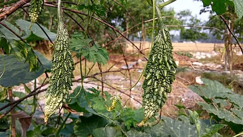 bitter melon: a vine, Momordica charantia, which produces a bitter yet edible fruit