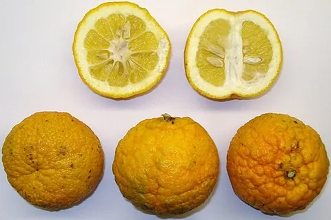 bitter orange: a citrus tree of the hybrid species Citrus × aurantium, also called Citrus aurantium