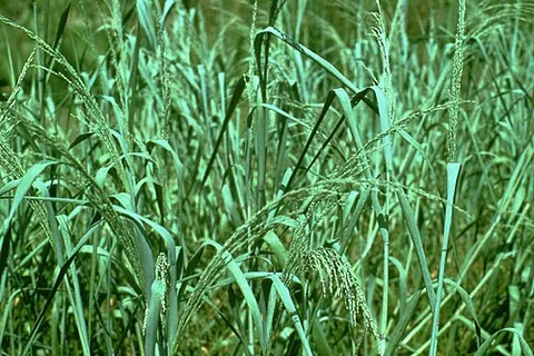 bitter panicgrass: panicum amarum, native to the southern Atlantic and Gulf coasts of North America, Cuba, and Bahama