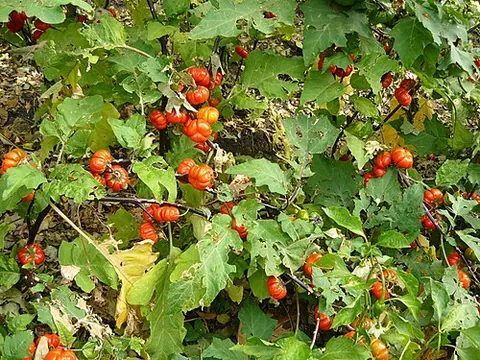 bitter tomato: synonym of Ethiopian nightshade (Solanum aethiopicum)