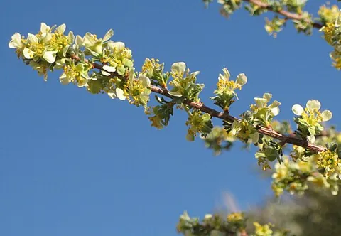 bitterbrush: any member of the genus Purshia of flowering shrubs, native to western North America