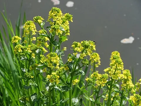 bittercress: barbarea vulgaris (garden yellowrocket), a biennial herb native to Europe