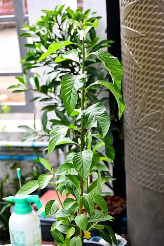 bitterleaf tree: gymnanthemum extensum, an asteraceous shrub of East and Southeast Asia