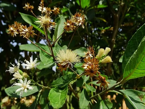 bitterleaf: vernonia amygdalina, a tree native to sub-Saharan Africa