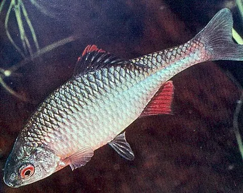 bitterling: any of various species of small cyprinid fish in the genus Rhodeus