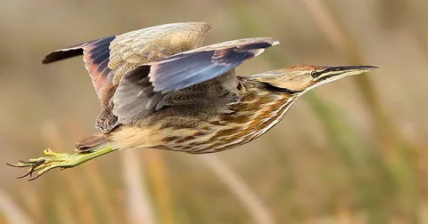 bittern: several bird species in the Botaurinae subfamily of the heron family Ardeidae