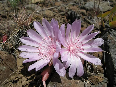 bitterroot: lewisia rediviva, a small, low, pink flower with a yellow center