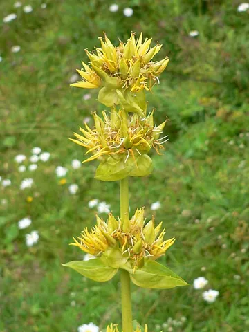 bitterwort: a plant of species Gentiana lutea (great yellow gentian), which has a very bitter taste
