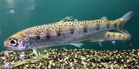 biwa trout: oncorhynchus rhodurus, an anadromous salmonid fish