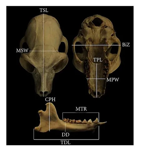bizygomatic breadth: the width or breadth of the face from the widest part of one zygomatic arch to the widest part of...