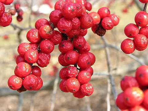 black alder winterberry: a deciduous holly shrub, Ilex verticillata, native to eastern North America, growing best in moist...