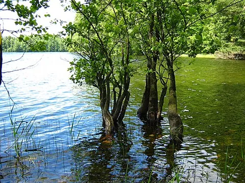 black alder: a tree (Alnus glutinosa), of many practical uses, growing in moist conditions in Europe