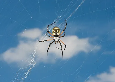 black and gold garden spider: a North American garden spider, Argiope aurantia