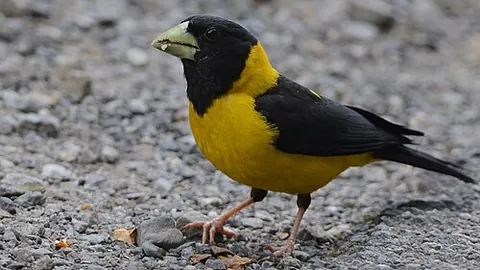 black-and-yellow grosbeak: an Asian finch, Mycerobas icterioides