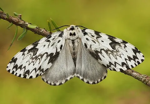 black-arched moth: a black-and-white moth of species Lymantria monacha