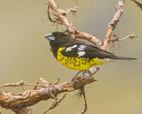 black-backed grosbeak: a small bird native to South America, Pheucticus aureoventris