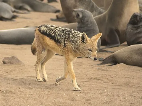 black-backed jackal: a jackal of species Canis mesomelas, which inhabits the southernmost and central-eastern regions of...