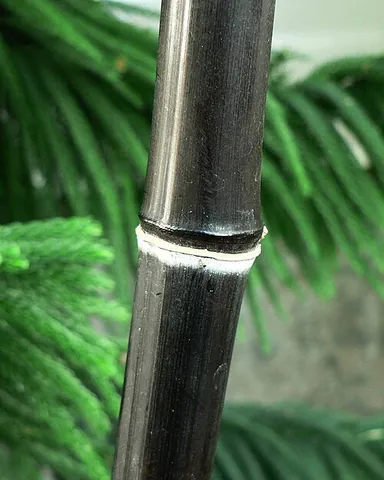 black bamboo: phyllostachys nigra, native to Hunan province in China and widely cultivated, used for lumber as...