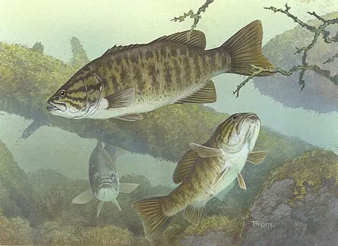 black bass: any fish of the genus Micropterus, such as the smallmouth bass (Micropterus dolomieu) or the...