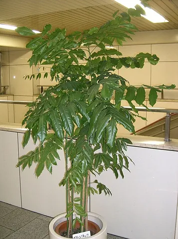 black bean: a bean plant with black seeds