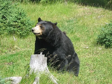 black bear: an American black bear, Ursus americanus, indigenous to North America