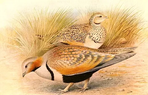 black-bellied sandgrouse: pterocles orientalis, a bird in the sandgrouse family