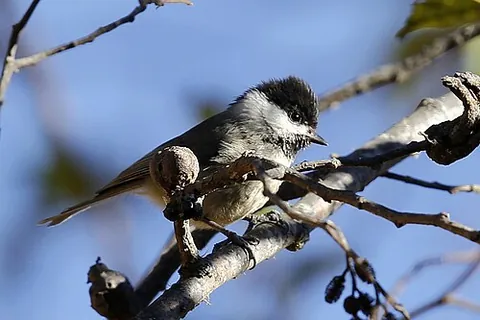 black-bibbed tit: poecile hypermelaenus, a small bird of the tit family Paridae