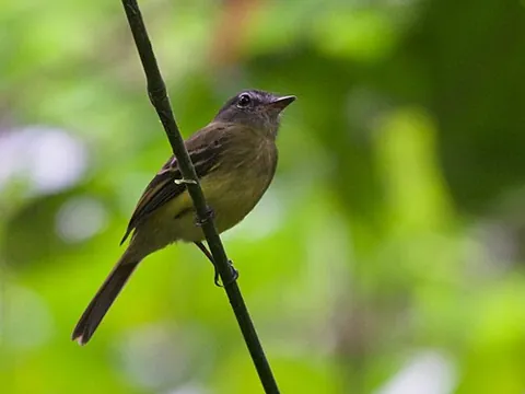 black-billed flycatcher: a bird native to the Americas, Aphanotriccus audax