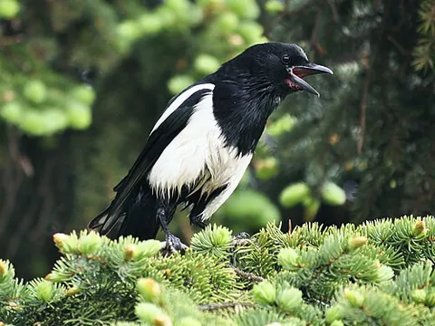 black-billed magpie: pica hudsonia, a magpie native to North America