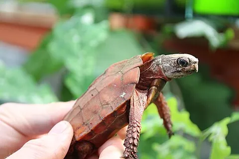 black-breasted leaf turtle: geoemyda spengleri, a species of endangered turtle from Southeast Asia