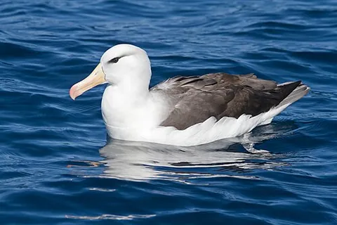 black-browed albatross: thalassarche melanophris, a large seabird in the albatross family