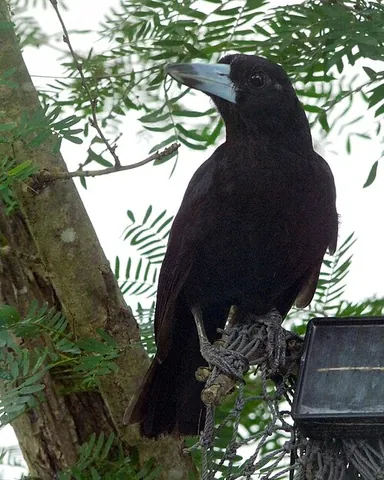 black butcherbird: a species of bird, Melloria quoyi, family Artamidae, of northern Australia and New Guinea