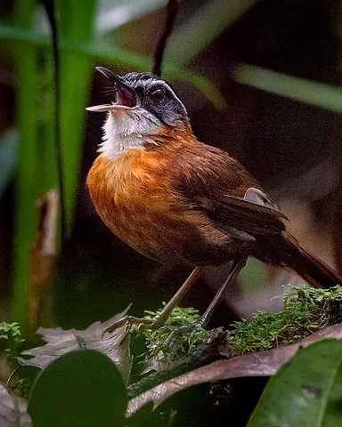 black-capped babbler: a bird of the species Pellorneum capistratum, Pellorneum nigrocapitatum or Pellorneum...