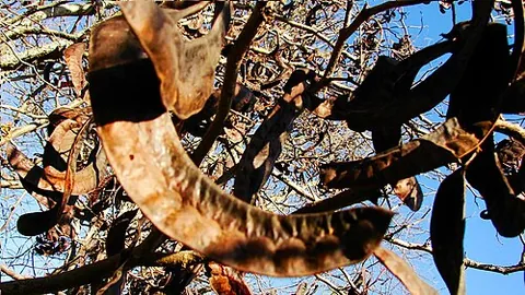black carob: a tree of species Prosopis nigra