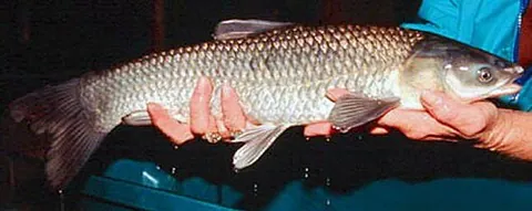 black carp: mylopharyngodon piceus, a cyprinid fish native to East Asia, cultivated for food and traditional...